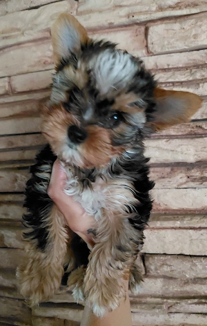 Bluemerle és Black yorkie kisfiúk  - kép 2