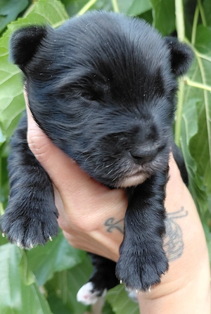 Bluemerle és Black yorkie kisfiúk  - kép 3
