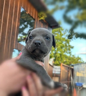 Kék Amerikai staffordshire terrier jellegű kiskutyák  - kép 2