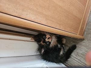 Main coon cica eladó - kép 3