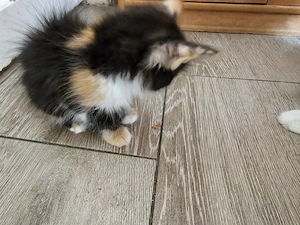 Main coon cica eladó - kép 2