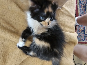 Main coon cica eladó - kép 4