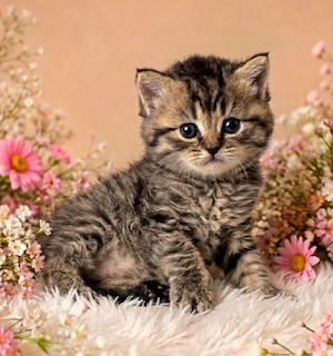 Eladó Selkirk Rex göndör szőrű bárány cica - kép 4