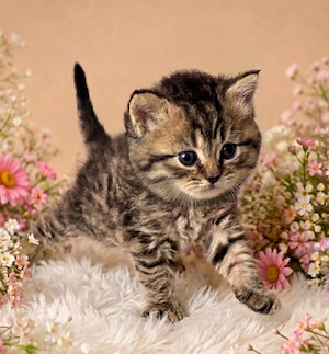 Eladó Selkirk Rex göndör szőrű bárány cica - kép 5
