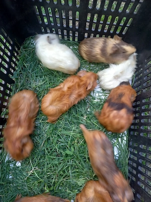 Tengerimalackák eladók - kép 3