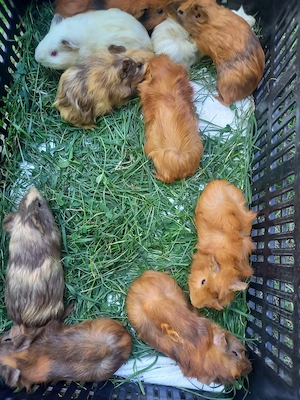 Tengerimalackák eladók