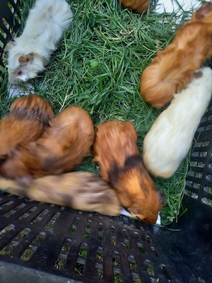 Tengerimalackák eladók - kép 4