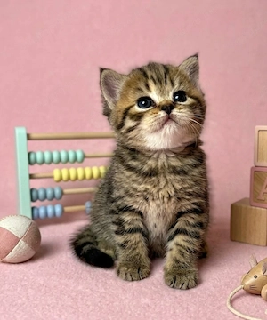Eladó tenyésztőtől Selkirk Rex cica - kép 3