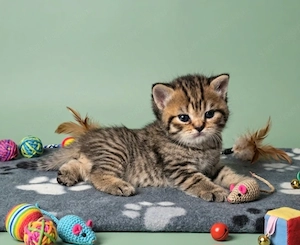 Eladó tenyésztőtől Selkirk Rex cica - kép 6