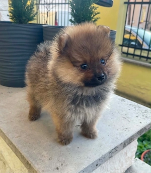 Pomerániai Törpe Spitz kiskutyák Pomerániai Törpespicc kiskutyák Pomerániai Törpespitz kiskutyák - kép 2