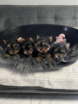 yorkshire terrier kuty k
