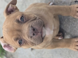 American bully kiskutyák  - kép 5