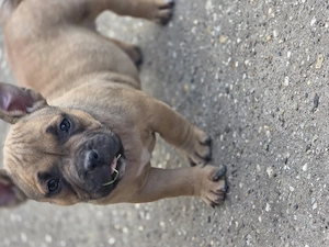 American bully kiskutyák  - kép 3