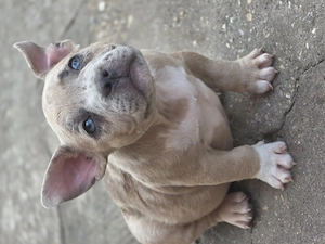 American bully kiskutyák  - kép 2