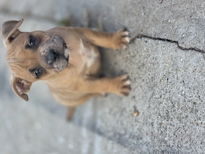 American bully kiskutyák  - kép 6