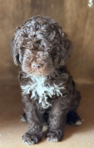 Lagotto Romagnolo  - kép 4