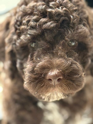Lagotto Romagnolo  - kép 2