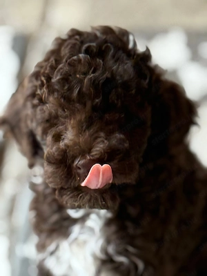 Lagotto Romagnolo  - kép 3