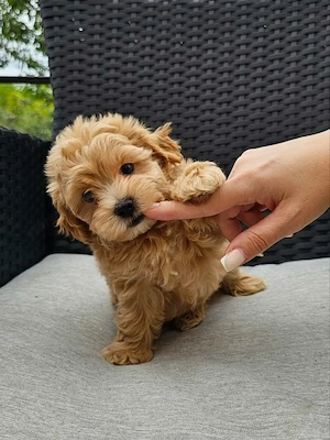 Maltipoo kölykök  - kép 2