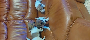 Eladó jack Russell kis kutyák  - kép 3