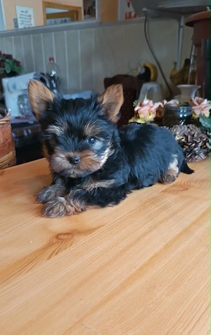 Yorki fiú (Mini) - kép 5