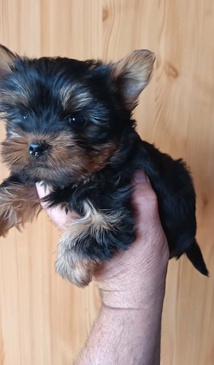 Yorki fiú (Mini) - kép 3