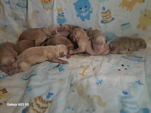 Labradoodle babák augusztusi költözéssel - kép 2