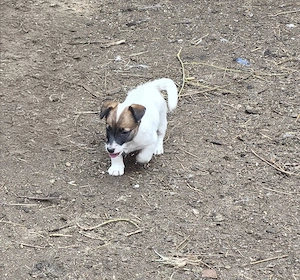 Jack Russel Terrier - kép 3