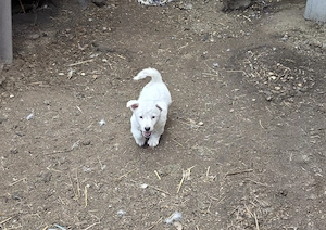 Jack Russel Terrier - kép 2