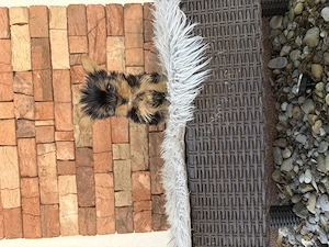 Mini yorki kislányok  - kép 4