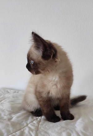 Ragdoll cica Blue Mink - kép 5