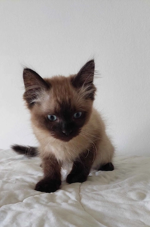 Ragdoll cica Blue Mink - kép 4