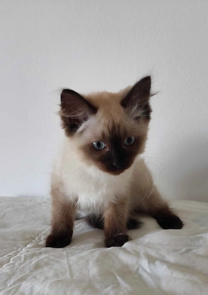 Ragdoll cica Seal Point