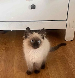 Ragdoll cica Seal Point