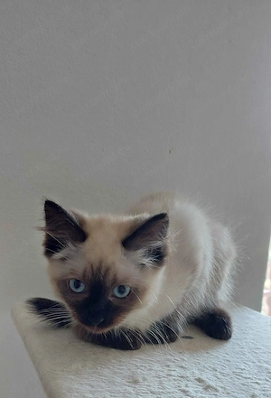 Ragdoll cica Seal Point - kép 7