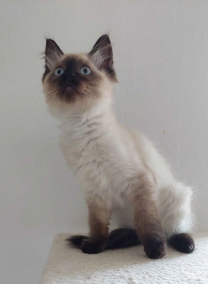 Ragdoll cica Seal Point - kép 5