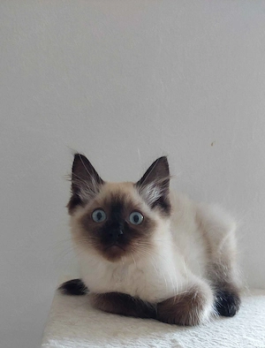 Ragdoll cica Seal Point - kép 3