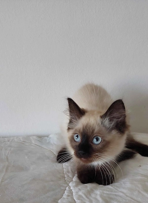 Ragdoll cica Seal Point - kép 4