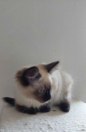 Ragdoll cica Seal Point - kép 8