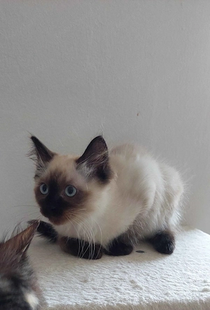 Ragdoll cica Seal Point - kép 6