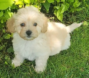 Maltipoo Cegléden 