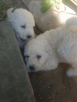 Komondor kiskutya - kép 2