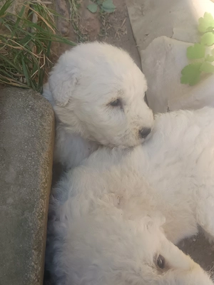 Komondor kiskutya - kép 3