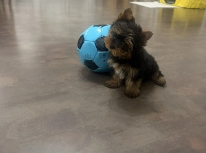 yorkhshire terrier kutyus - kép 2
