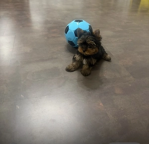 yorkhshire terrier kutyus - kép 3