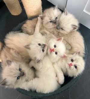Gyönyörű ragdoll kiscicák - kép 2