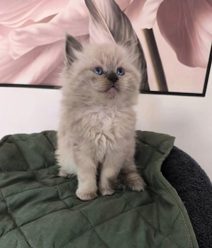 Gyönyörű ragdoll kiscicák - kép 6