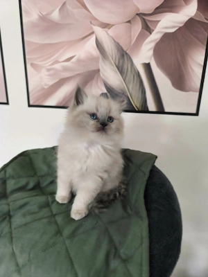 Gyönyörű ragdoll kiscicák - kép 5