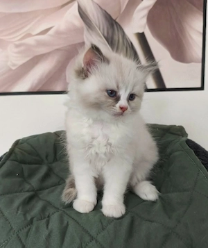 Gyönyörű ragdoll kiscicák - kép 7