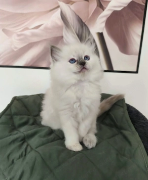 Gyönyörű ragdoll kiscicák - kép 4